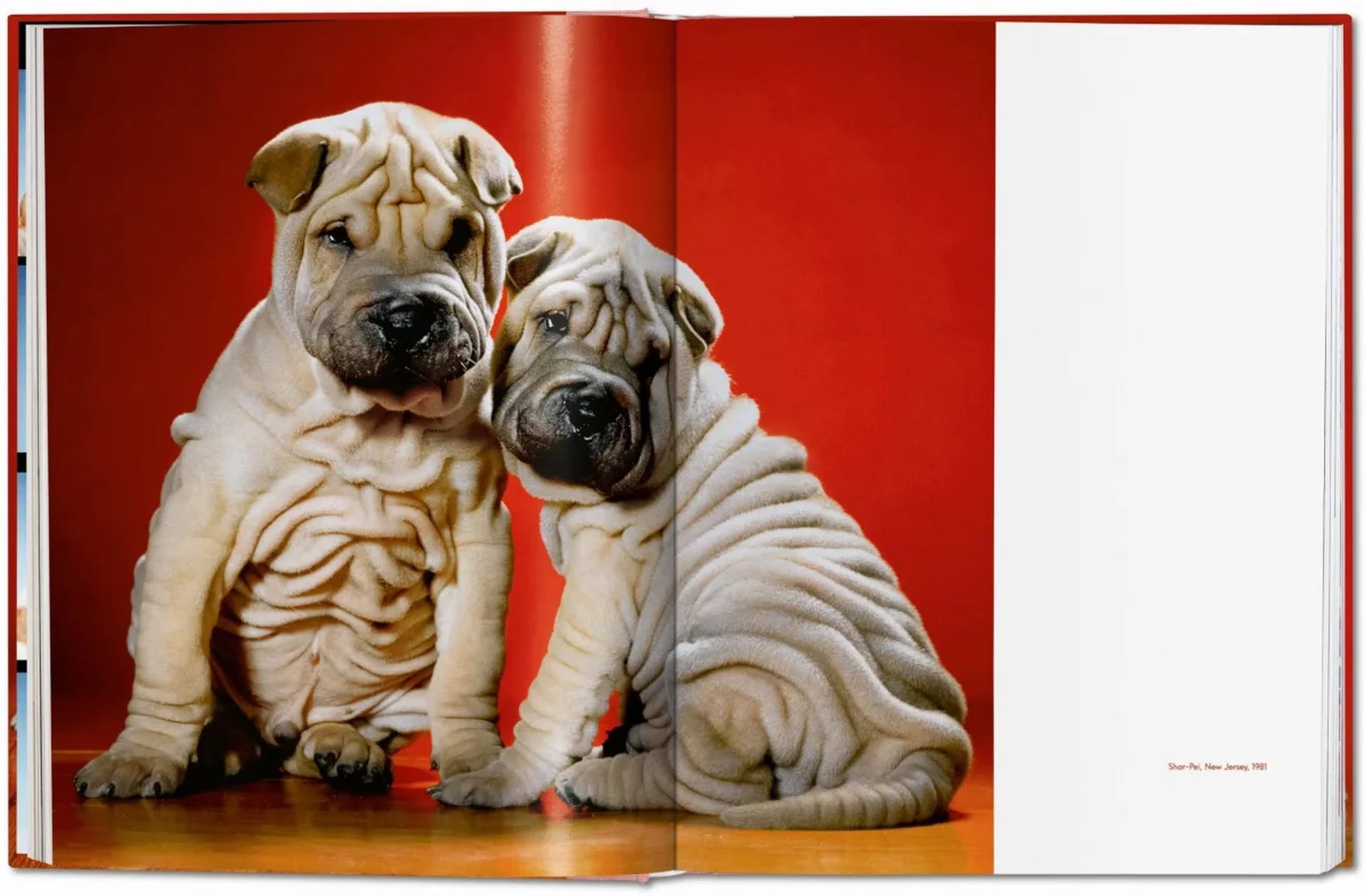 Two wrinkly Shar Pei puppies sit together on a wooden floor with a bright red backdrop—a charming image from TASCHEN Walter Chandoha. Dogs. Photographs 1941-1991 by TASCHEN, showcasing iconic dog photography.