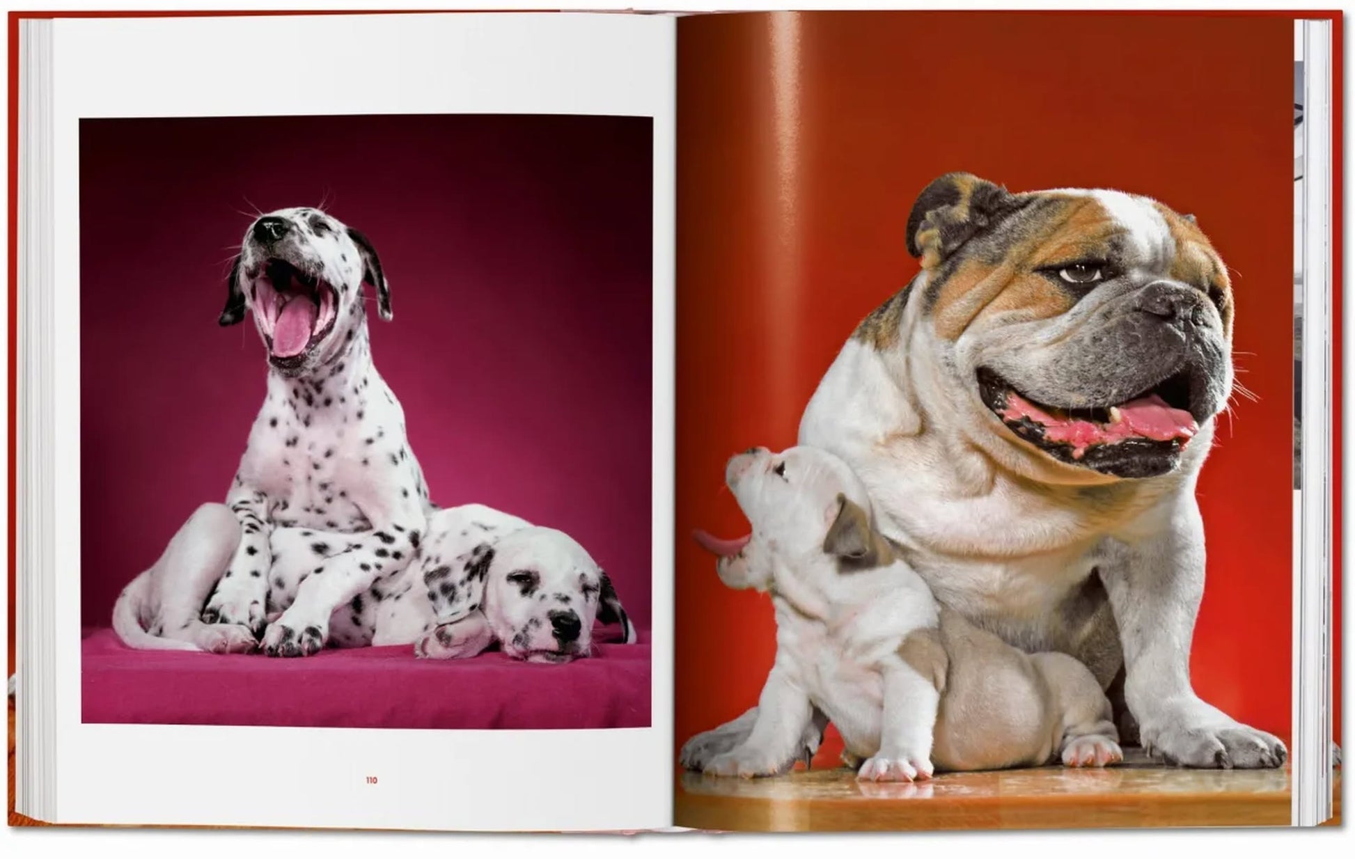 Discover TASCHEN’s “Walter Chandoha. Dogs. Photographs 1941-1991”: a spread features two yawning Dalmatian puppies on pink and a bulldog with a playful pup on red—ideal for pet photographers or dog lovers.