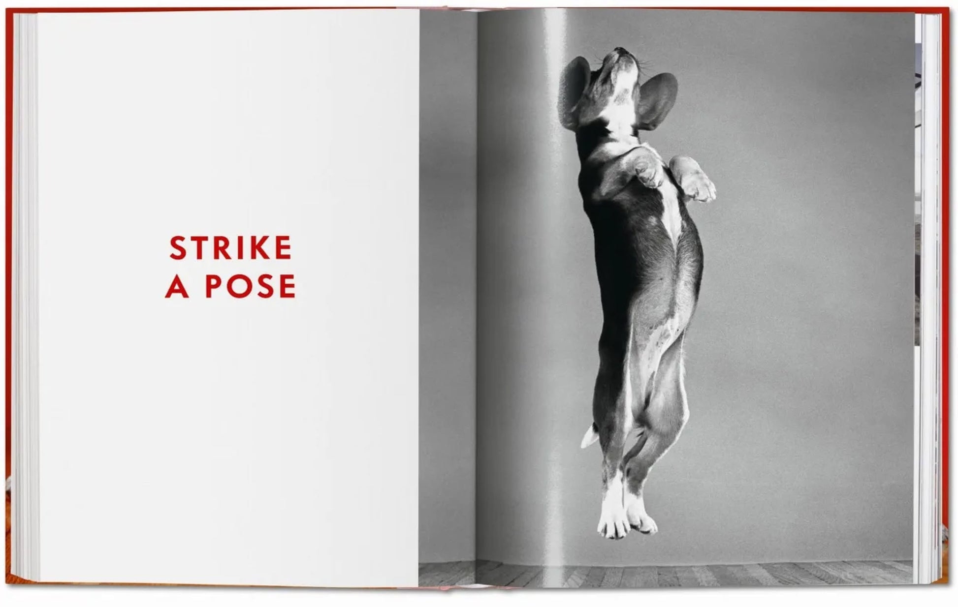 On the right page of TASCHENs Walter Chandoha. Dogs. Photographs 1941-1991, a black and white photo captures a dog standing on its hind legs, while STRIKE A POSE appears in bold red on the left—showcasing TASCHENs artistry.