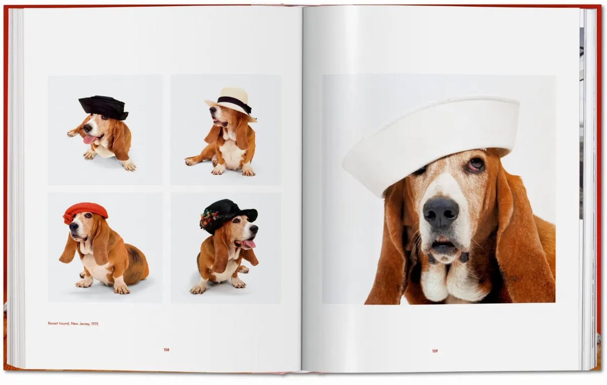 An open book from TASCHEN, Walter Chandoha. Dogs. Photographs 1941-1991, displays images of a basset hound in different hats—a beret, sun hat, and sailor cap—against a white background, highlighting the breed’s distinctive features.
