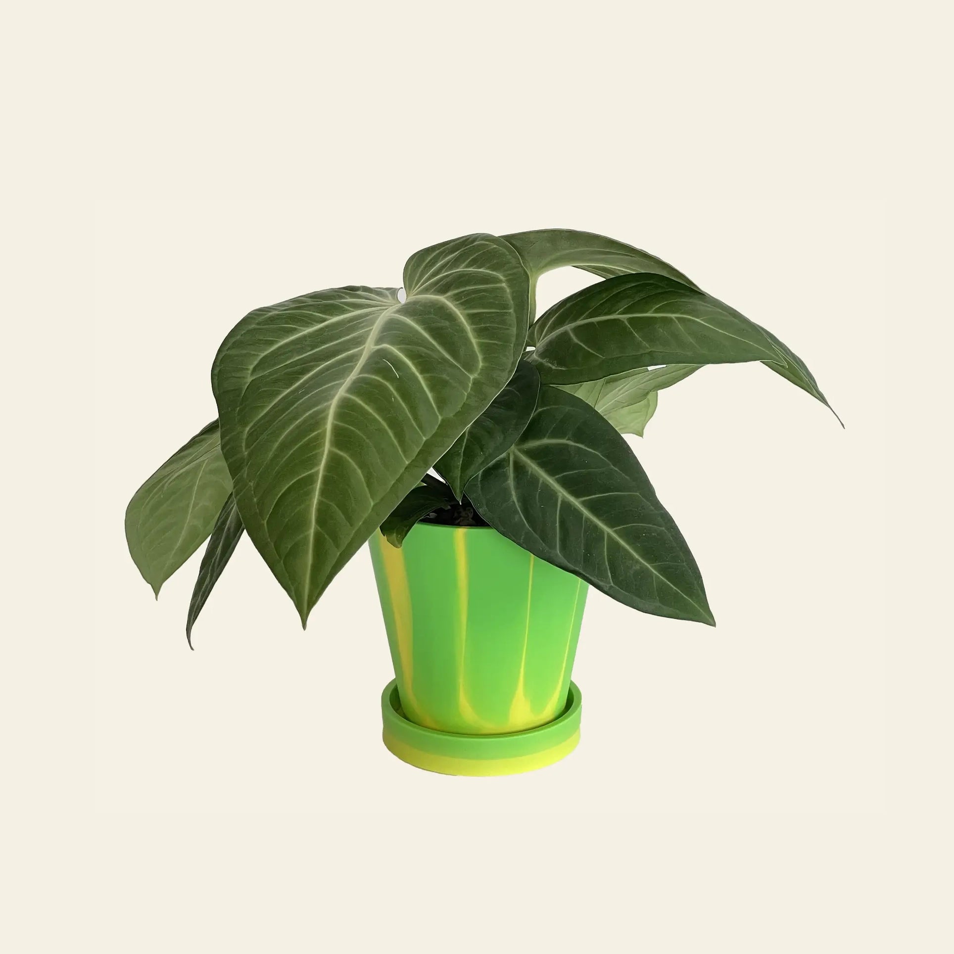 The 3 Keys Dirty Pot Collaboration by The 3 Keys showcases a thriving Anthurium Villenaorum with large, dark green, heart-shaped leaves in a yellow and green striped planter—perfect for bright, indirect light.