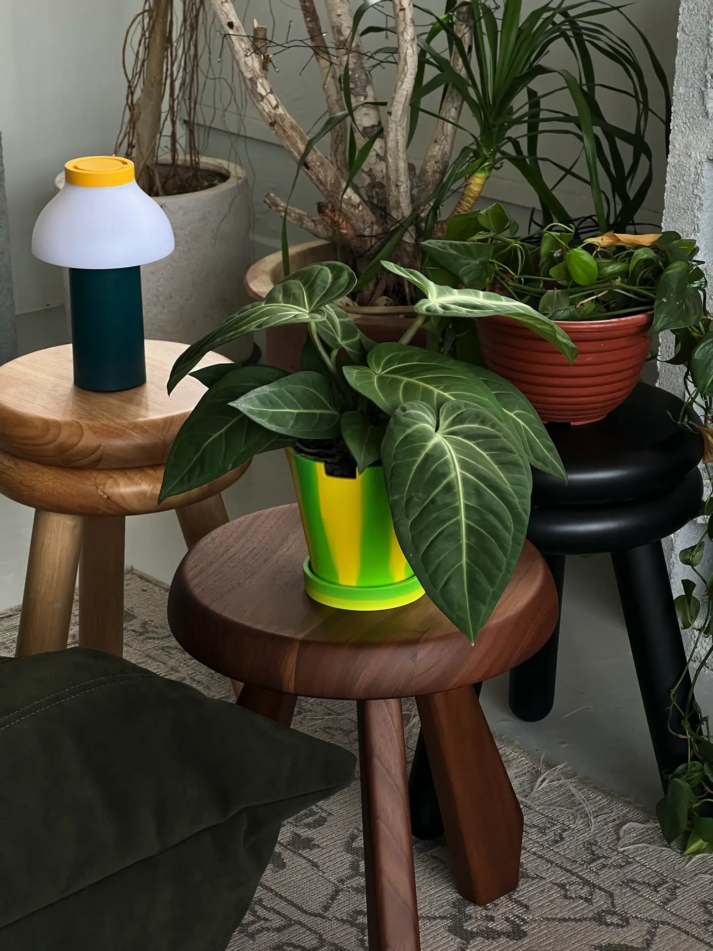 Three potted plants, including The 3 Keys Dirty Pot Collaboration by The 3 Keys, rest on wooden stools indoors. A small green lamp enhances the cozy, natural vibe as lush leaves flourish in indirect light.