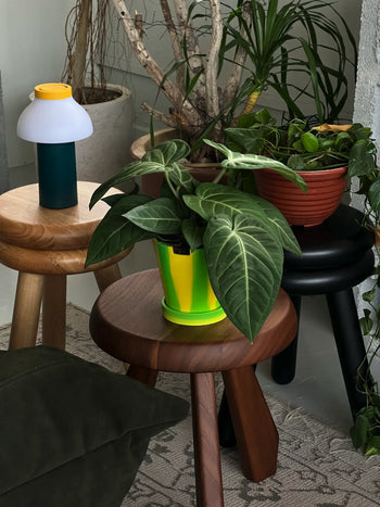 Three potted plants, including The 3 Keys Dirty Pot Collaboration by The 3 Keys, rest on wooden stools indoors. A small green lamp enhances the cozy, natural vibe as lush leaves flourish in indirect light.