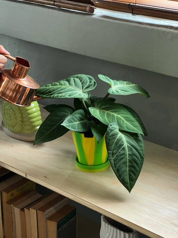 A person waters The 3 Keys Dirty Pot Collaboration by The 3 Keys, a leafy green Anthurium Villenaorum in a yellow pot on a light wooden shelf near a window with books and a green vase.