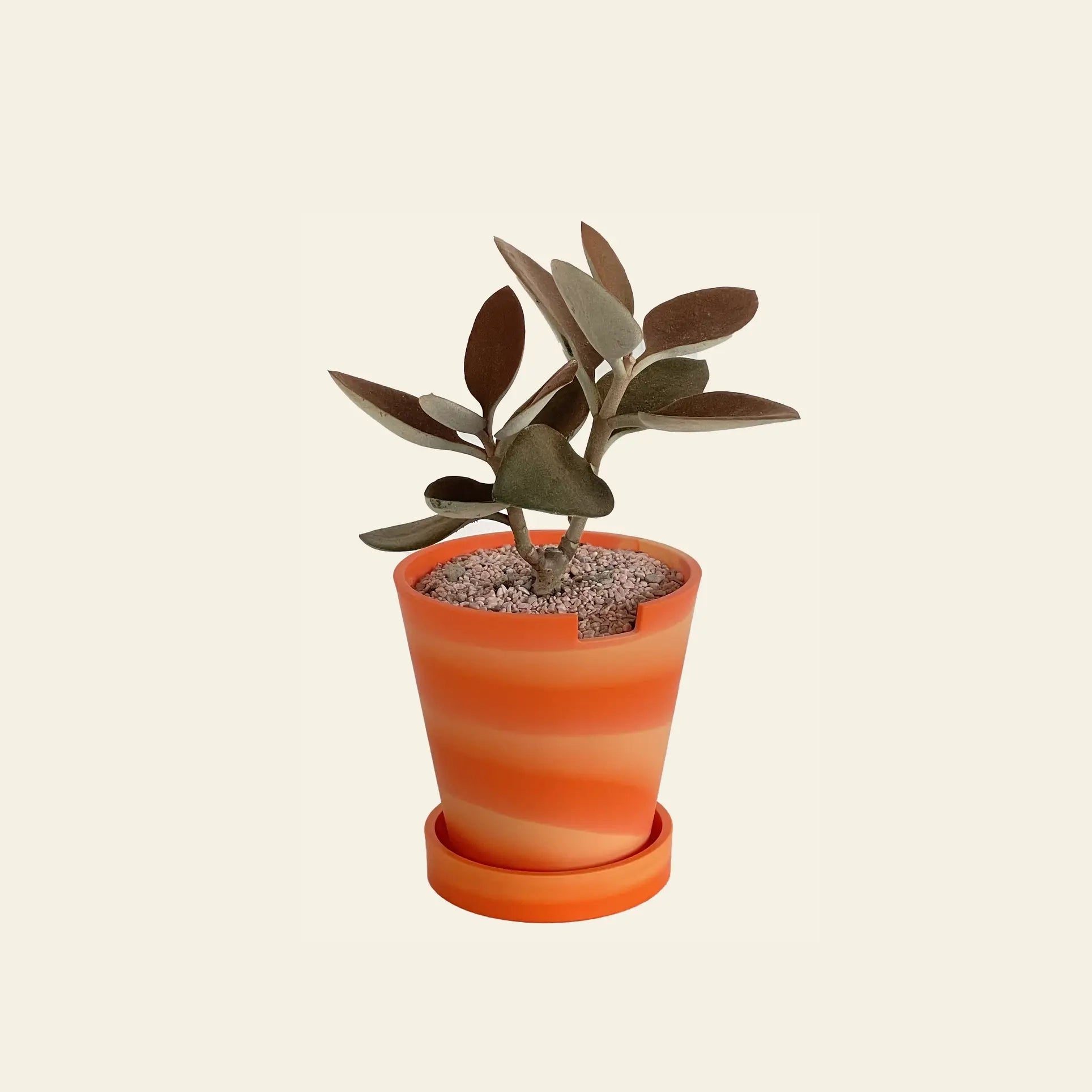 The 3 Keys Dirty Pot Collaboration by The 3 Keys features a small green Kalanchoe Copper Spoon with oval leaves in an orange-striped planter with light soil and matching saucer, perfect for stylish home decor against a beige background.