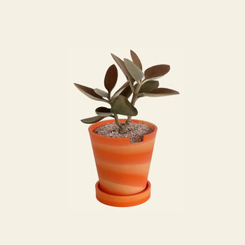 The 3 Keys Dirty Pot Collaboration by The 3 Keys features a small green Kalanchoe Copper Spoon with oval leaves in an orange-striped planter with light soil and matching saucer, perfect for stylish home decor against a beige background.
