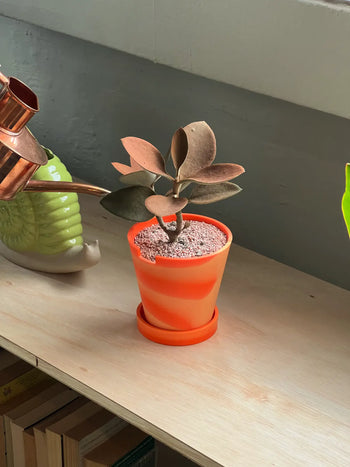 The 3 Keys Dirty Pot Collaboration by The 3 Keys sits in its orange pot on a wooden shelf beside a green snail-shaped watering can, adding charm to your home decor. Books are neatly arranged on the shelf below.