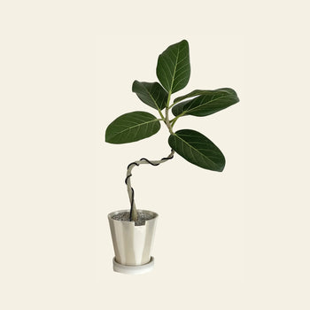 The 3 Keys Dirty Pot Collaboration by The 3 Keys features a small potted plant with lush green leaves and a twisted stem in a white ceramic pot, thriving in bright indirect light against a simple, light background.