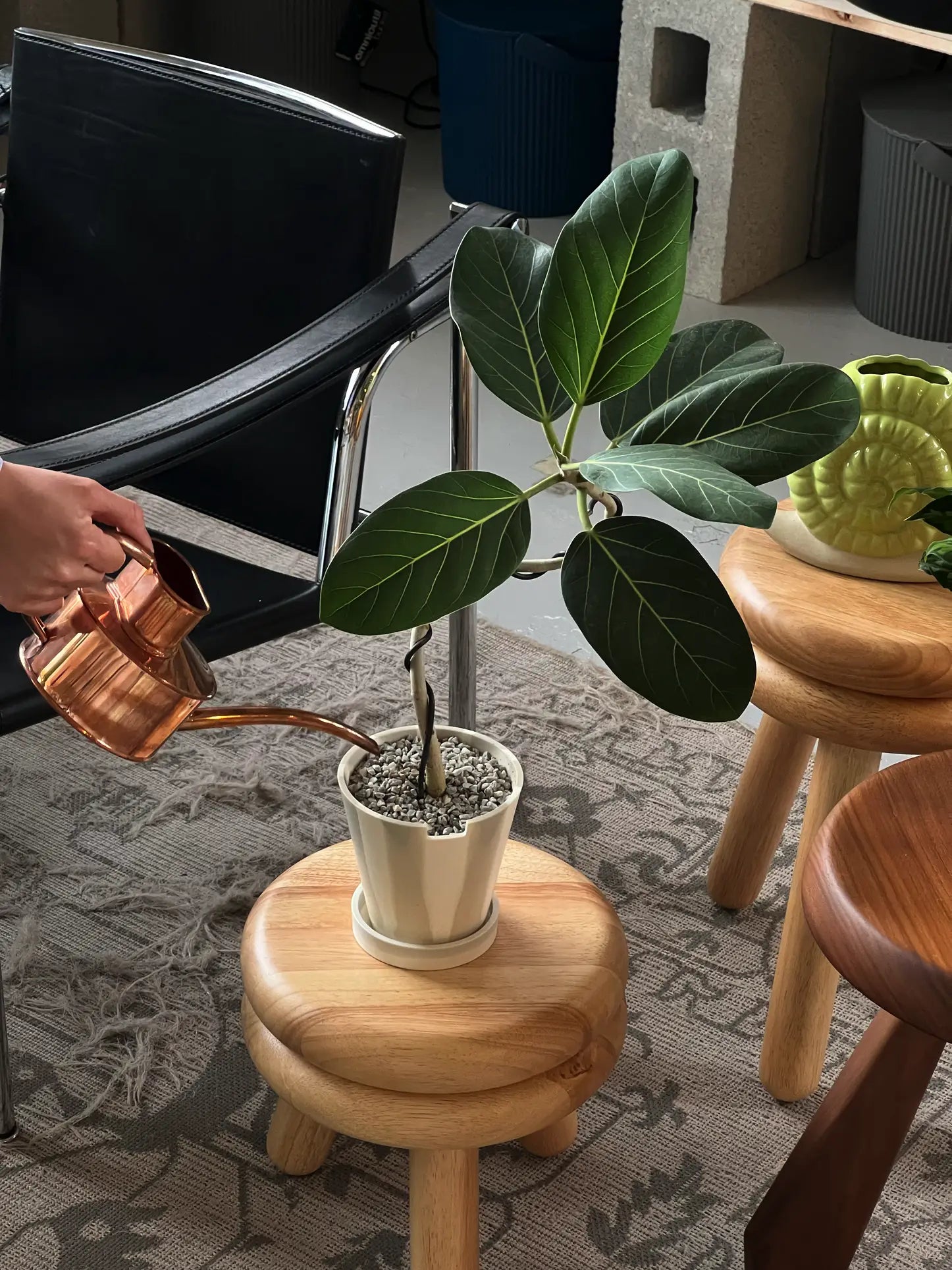 A hand waters a Ficus Audrey with lush green leaves using a copper watering can. The plant sits in The 3 Keys Dirty Pot Collaboration by The 3 Keys on a round wooden stool in a cozy room with other stools and a patterned rug.
