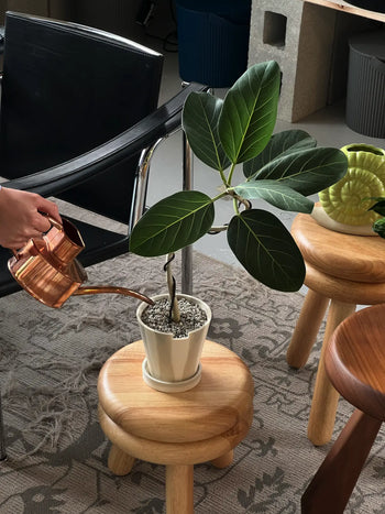 A hand waters a Ficus Audrey with lush green leaves using a copper watering can. The plant sits in The 3 Keys Dirty Pot Collaboration by The 3 Keys on a round wooden stool in a cozy room with other stools and a patterned rug.