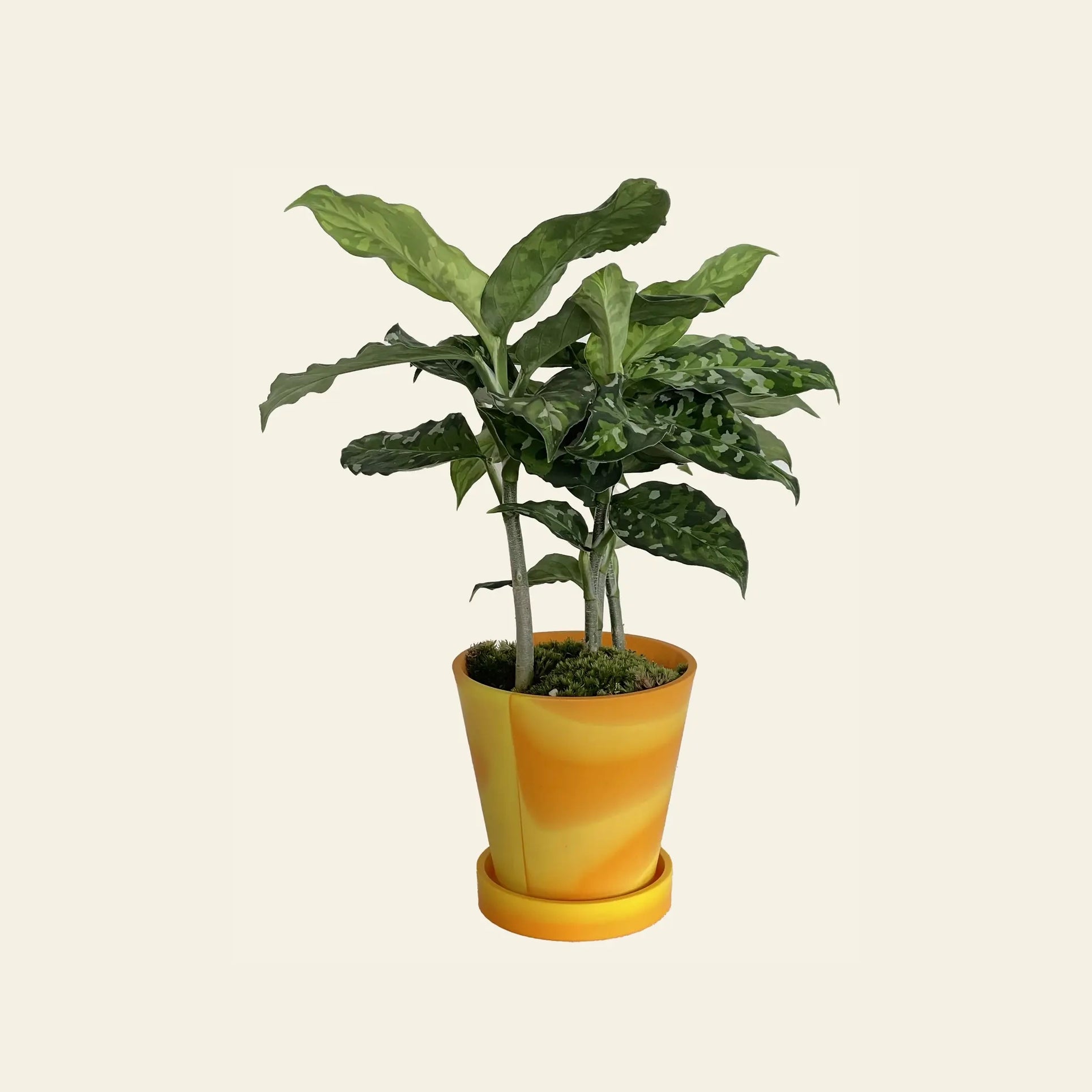 The 3 Keys Dirty Pot Collaboration by The 3 Keys features variegated Aglaonema Pictum Tricolour in a yellow pot with matching saucer, safe for kids and pets, displayed against a plain light background.