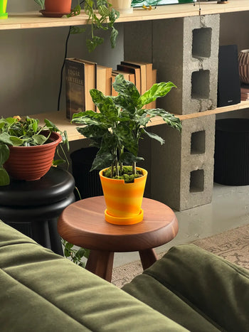 A small The 3 Keys Dirty Pot Collaboration plant by The 3 Keys sits on a round wooden stool in a cozy living room with books, other plants, and shelves—a stylish child- and pet-safe choice.