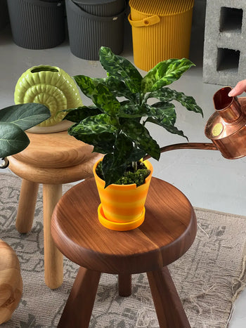 A hand waters The 3 Keys Dirty Pot Collaboration by The 3 Keys, a leafy green Aglaonema Pictum Tricolour in a yellow-orange pot on a wooden stool, child and pet safe, with decorative items and storage bins nearby.