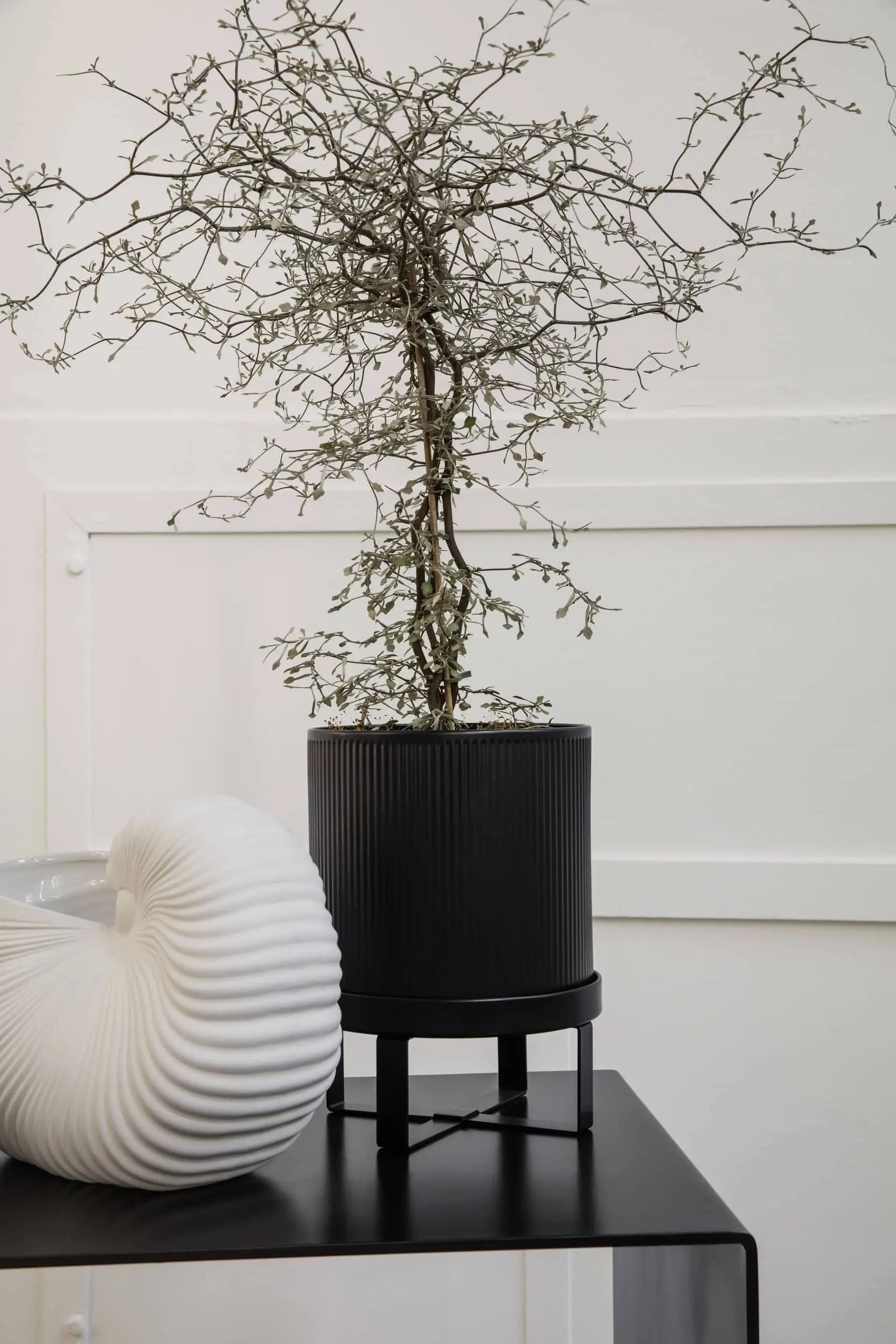 A minimalist scene with the ferm LIVING Bau Pot, Small by ferm LIVING, holding a slender, leafless shrub beside a white nautilus shell sculpture, all arranged against a plain white wall.