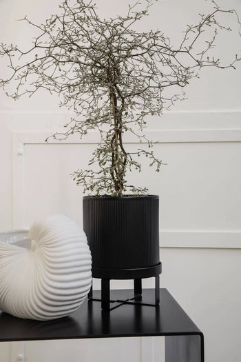 A minimalist scene with the ferm LIVING Bau Pot, Small by ferm LIVING, holding a slender, leafless shrub beside a white nautilus shell sculpture, all arranged against a plain white wall.