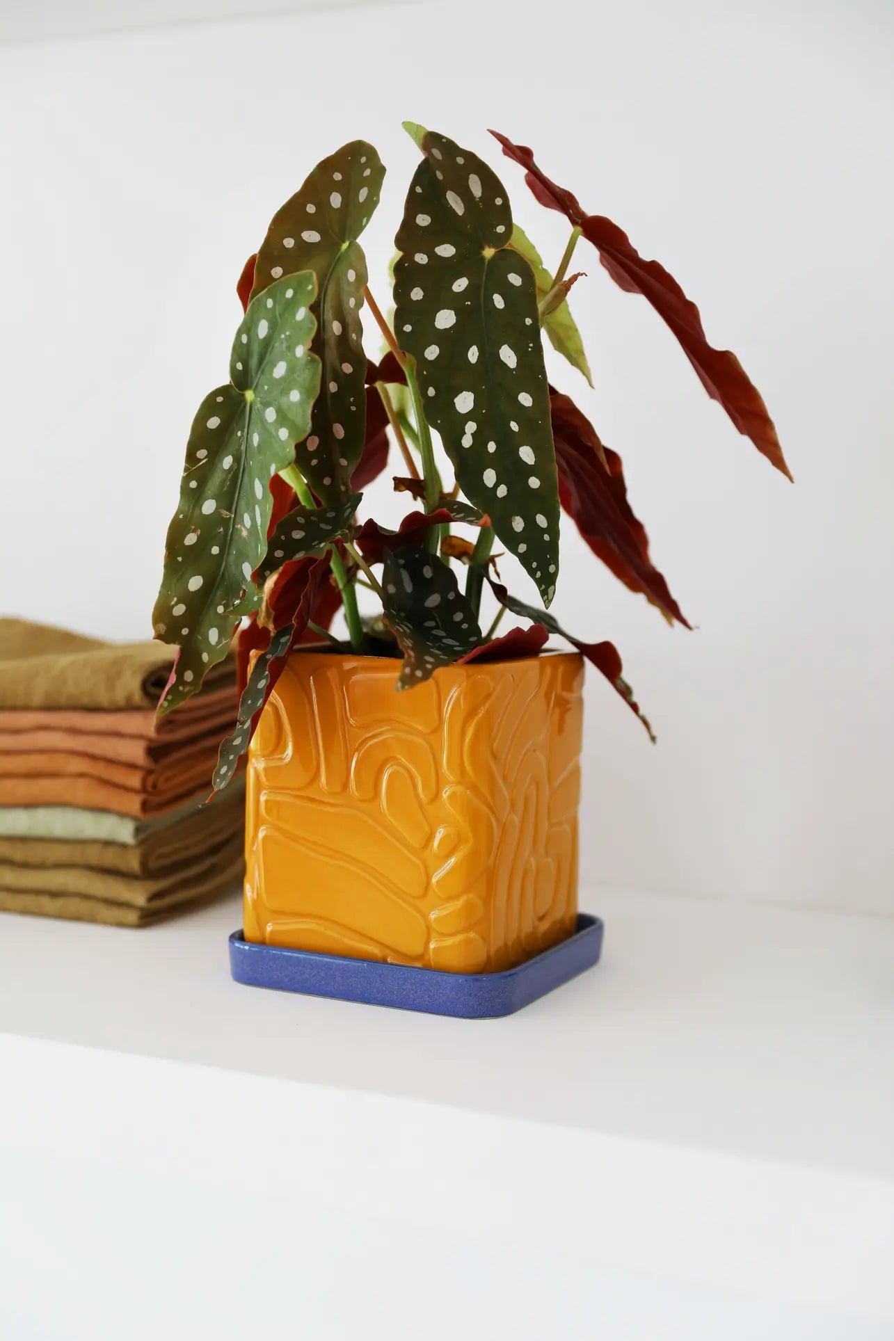 A potted plant with green leaves and white spots sits in the &klevering Tribe Planter (Ochre), featuring a drainage hole, on a blue coaster atop a white shelf next to neatly folded earth-toned fabric for healthy plants.